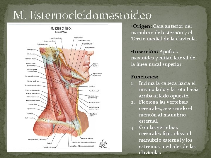 M. Esternocleidomastoideo • Origen: Cara anterior del manubrio del esternón y el Tercio medial