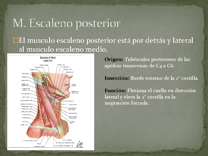 M. Escaleno posterior �El musculo escaleno posterior está por detrás y lateral al musculo