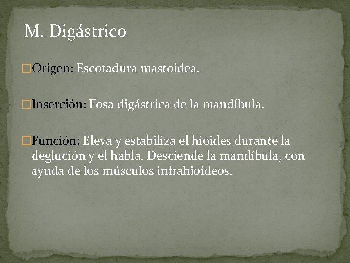 M. Digástrico �Origen: Escotadura mastoidea. �Inserción: Fosa digástrica de la mandíbula. �Función: Eleva y