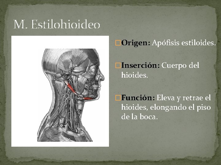 M. Estilohioideo �Origen: Apófisis estiloides. �Inserción: Cuerpo del hioides. �Función: Eleva y retrae el