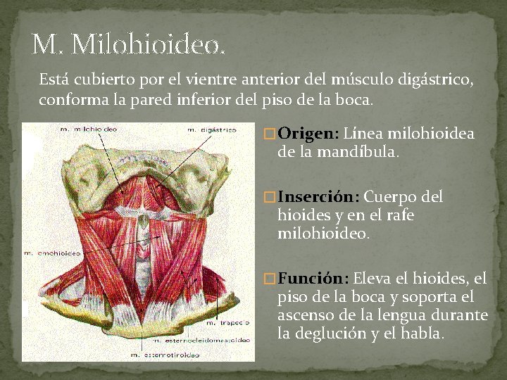 M. Milohioideo. Está cubierto por el vientre anterior del músculo digástrico, conforma la pared