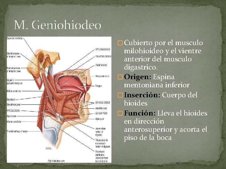 M. Geniohiodeo � Cubierto por el musculo milohioideo y el vientre anterior del musculo