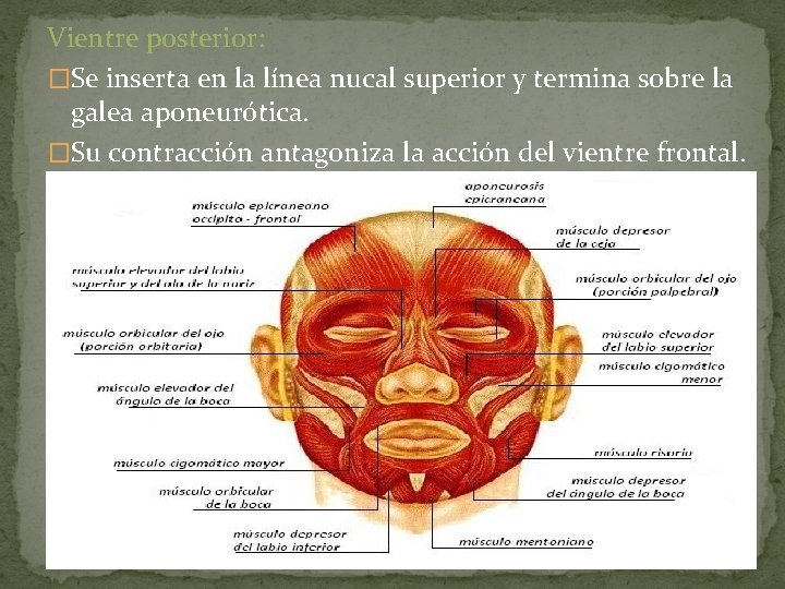 Vientre posterior: �Se inserta en la línea nucal superior y termina sobre la galea