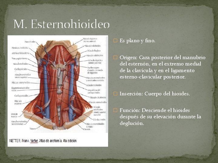 M. Esternohioideo � Es plano y fino. � Origen: Cara posterior del manubrio del