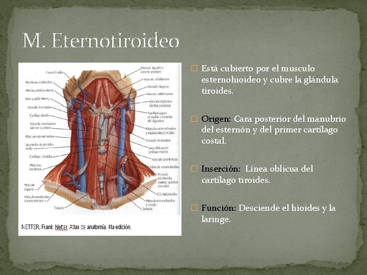 M. Eternotiroideo � Está cubierto por el musculo esternohioideo y cubre la glándula tiroides.