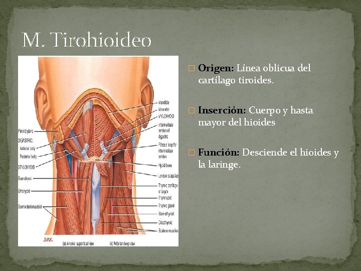 M. Tirohioideo � Origen: Línea oblicua del cartílago tiroides. � Inserción: Cuerpo y hasta