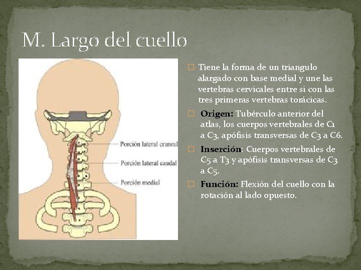 M. Largo del cuello � Tiene la forma de un triangulo alargado con base