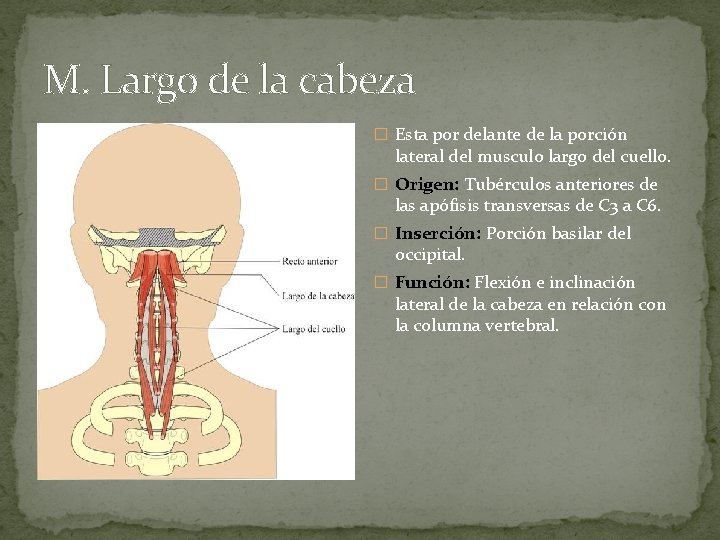 M. Largo de la cabeza � Esta por delante de la porción lateral del