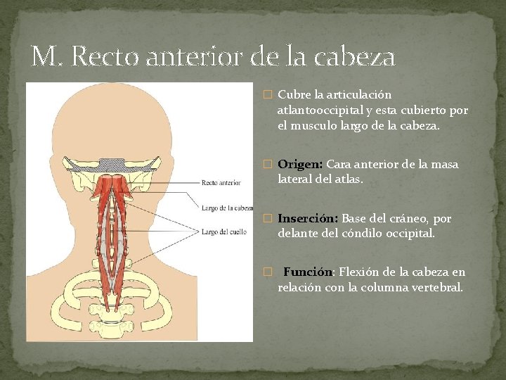 M. Recto anterior de la cabeza � Cubre la articulación atlantooccipital y esta cubierto