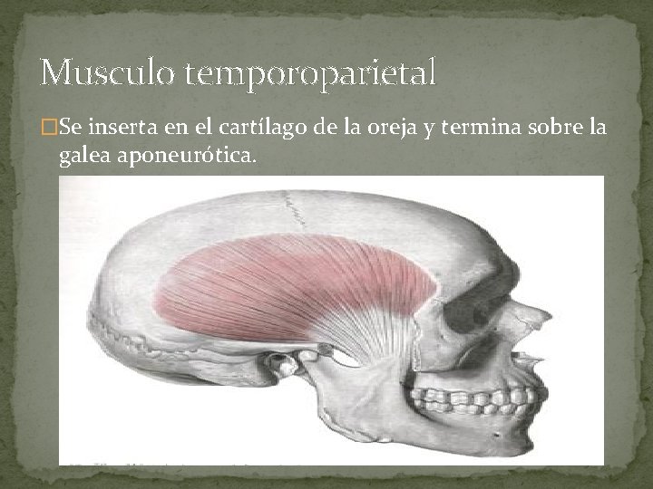 Musculo temporoparietal �Se inserta en el cartílago de la oreja y termina sobre la
