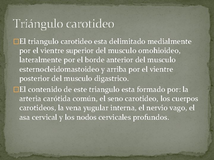 Triángulo carotideo �El triangulo carotideo esta delimitado medialmente por el vientre superior del musculo