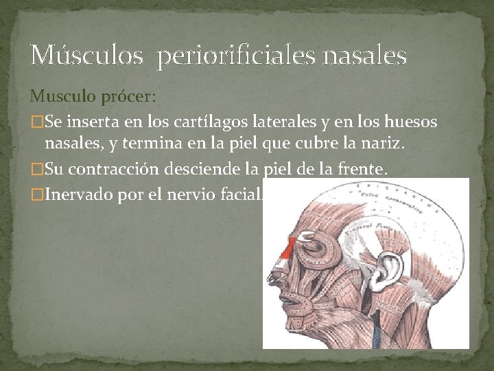 Músculos periorificiales nasales Musculo prócer: �Se inserta en los cartílagos laterales y en los