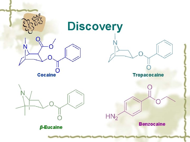 Discovery Cocaine β-Eucaine Tropacocaine Benzocaine 