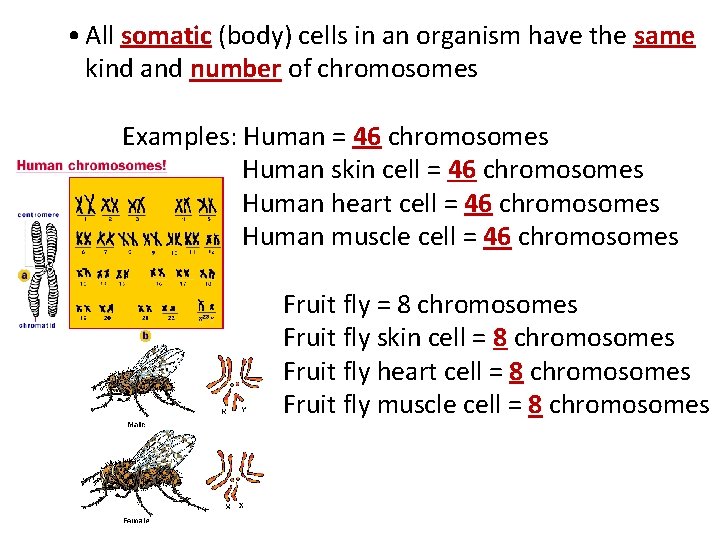  • All somatic (body) cells in an organism have the same kind and