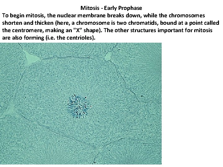 Mitosis - Early Prophase To begin mitosis, the nuclear membrane breaks down, while the