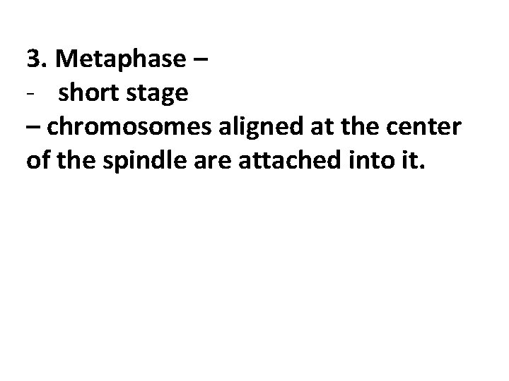 3. Metaphase – - short stage – chromosomes aligned at the center of the