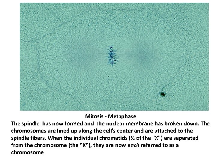 Mitosis - Metaphase The spindle has now formed and the nuclear membrane has broken