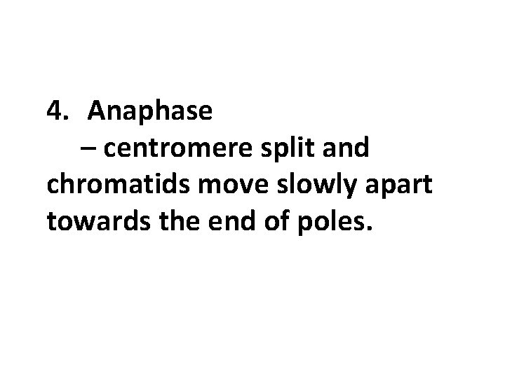 4. Anaphase – centromere split and chromatids move slowly apart towards the end of
