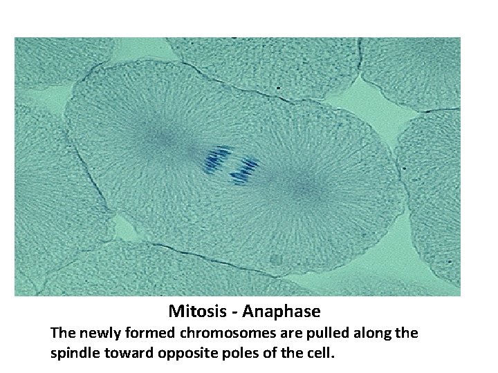 Mitosis - Anaphase The newly formed chromosomes are pulled along the spindle toward opposite