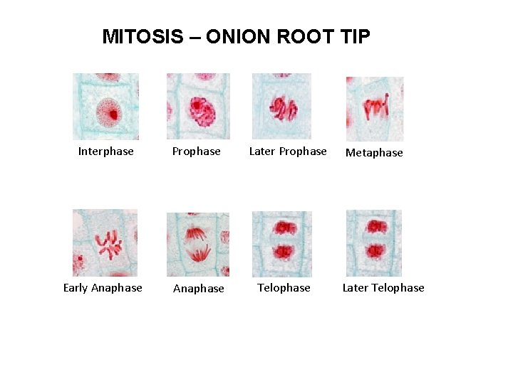 MITOSIS – ONION ROOT TIP Interphase Prophase Early Anaphase Later Prophase Telophase Metaphase Later