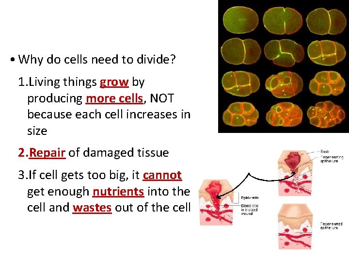  • Why do cells need to divide? 1. Living things grow by producing