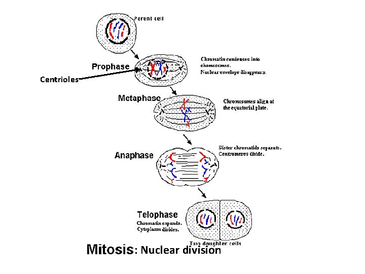 Centrioles : Nuclear division 