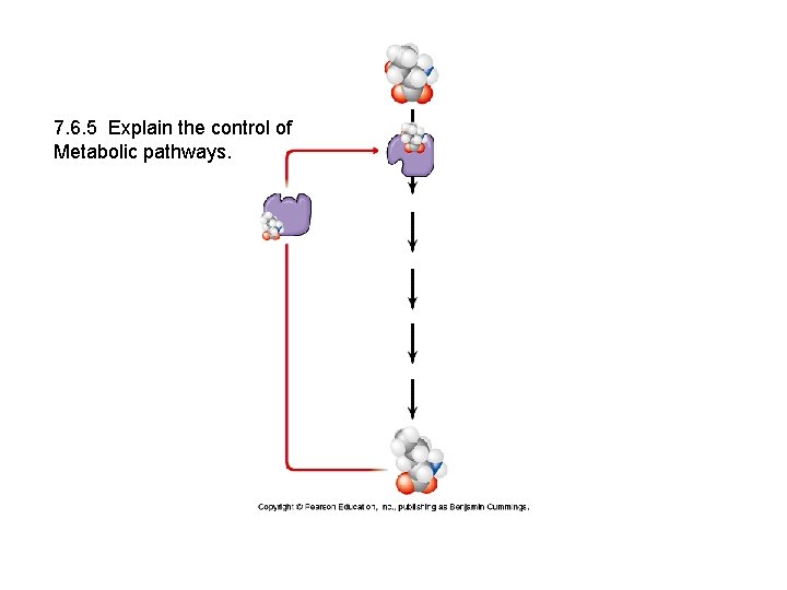 7. 6. 5 Explain the control of Metabolic pathways. 