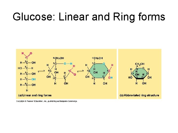 Glucose: Linear and Ring forms 