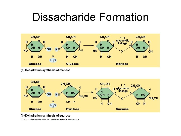 Dissacharide Formation Dissacharide Formation