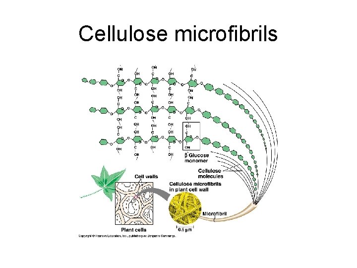 Cellulose microfibrils 