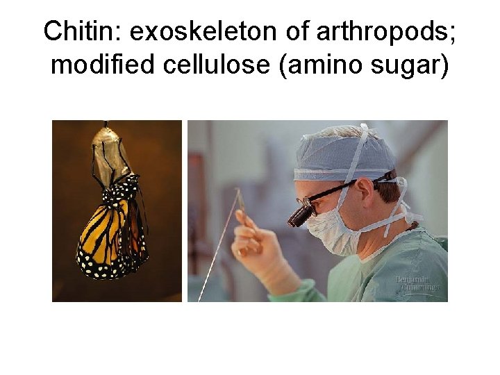 Chitin: exoskeleton of arthropods; modified cellulose (amino sugar) 