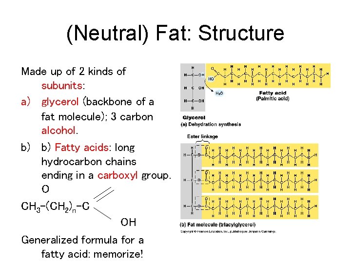 (Neutral) Fat: Structure Made up of 2 kinds of subunits: a) glycerol (backbone of
