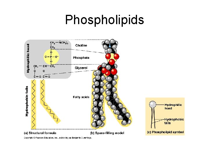 Phospholipids 