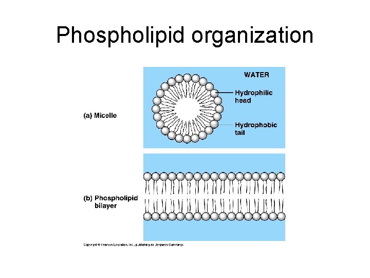 Phospholipid organization 