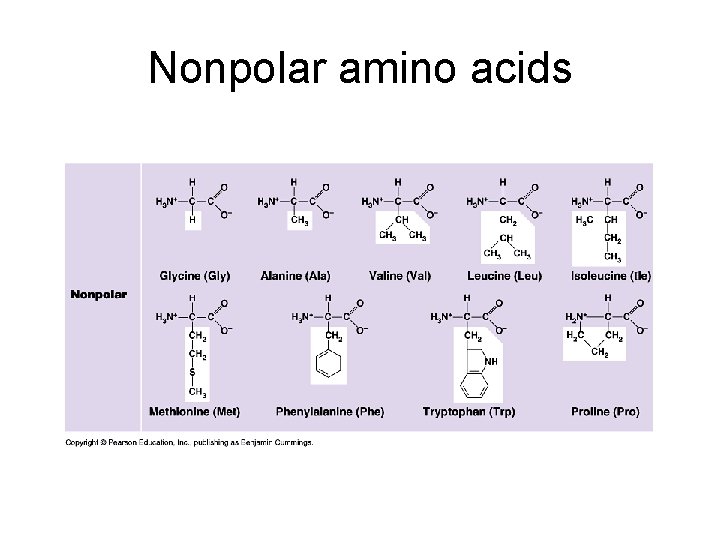 Nonpolar amino acids 