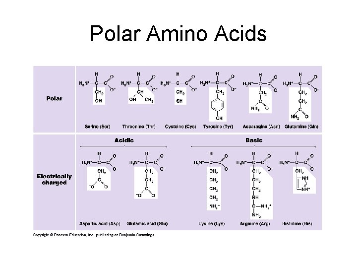 Polar Amino Acids 