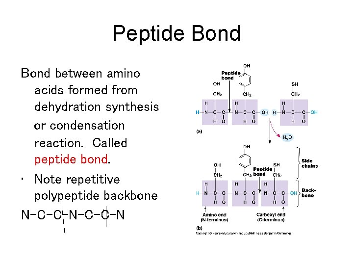 Peptide Bond between amino acids formed from dehydration synthesis or condensation reaction. Called peptide