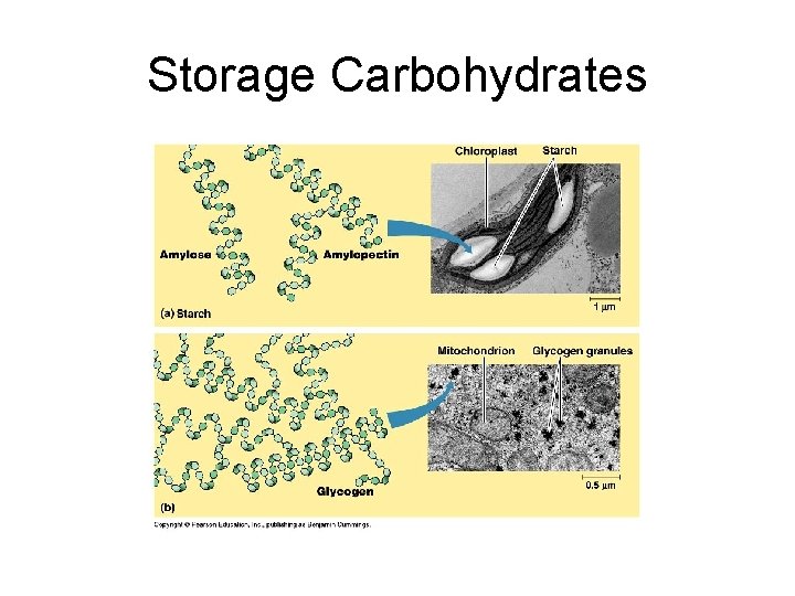 Storage Carbohydrates 