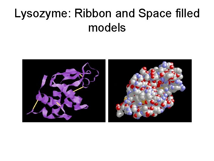 Lysozyme: Ribbon and Space filled models 