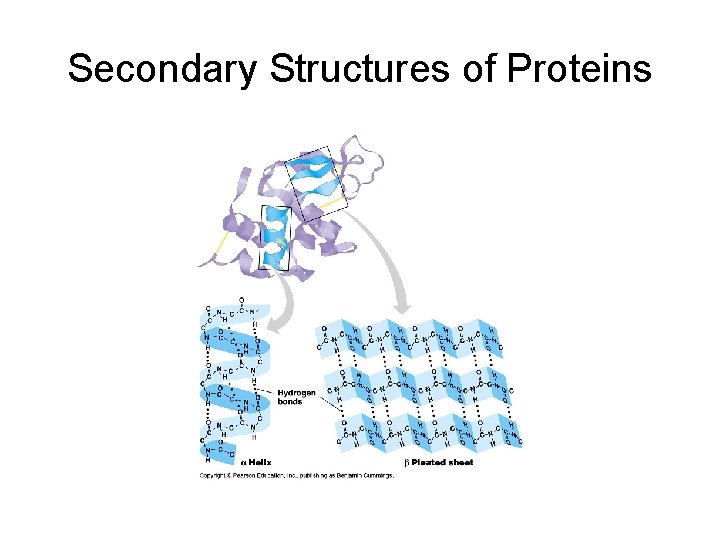 Secondary Structures of Proteins 