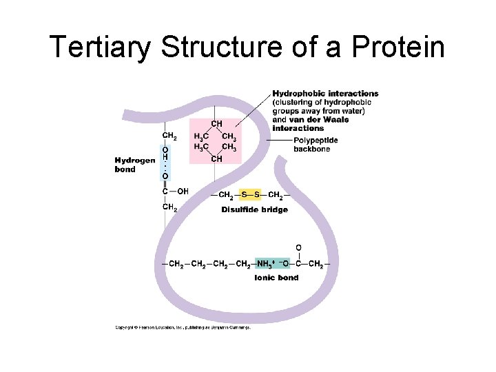 Tertiary Structure of a Protein 