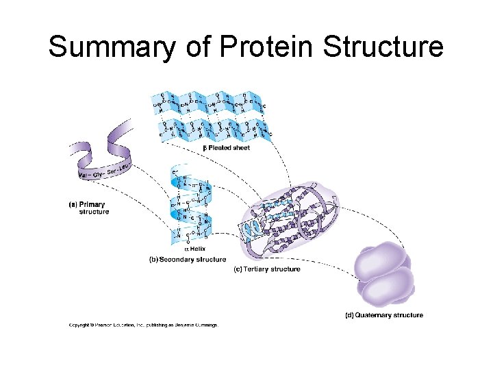 Summary of Protein Structure 