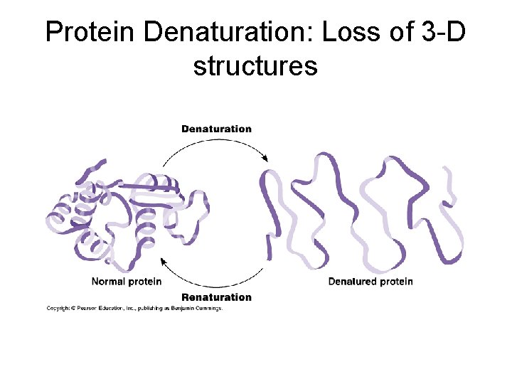 Protein Denaturation: Loss of 3 -D structures 
