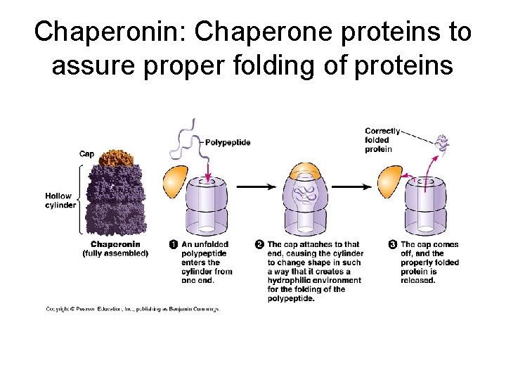 Chaperonin: Chaperone proteins to assure proper folding of proteins 