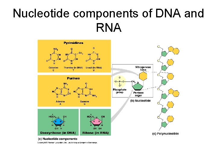 Nucleotide components of DNA and RNA 