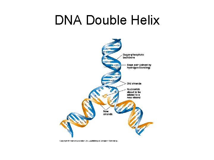 DNA Double Helix 