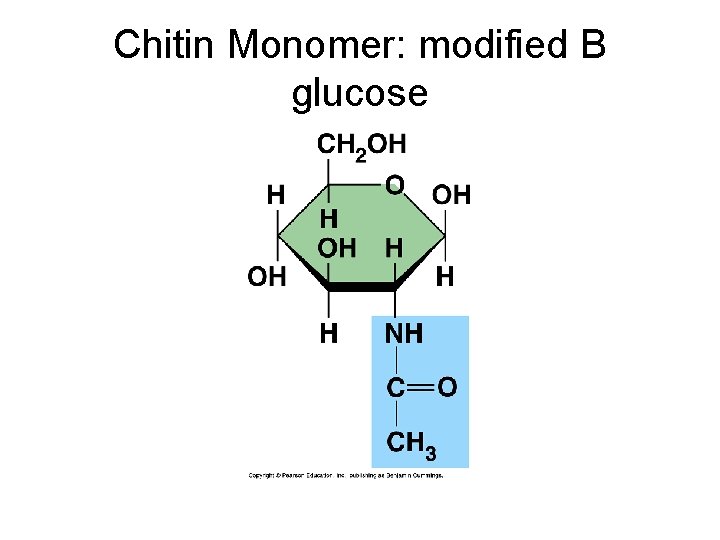 Chitin Monomer: modified B glucose 