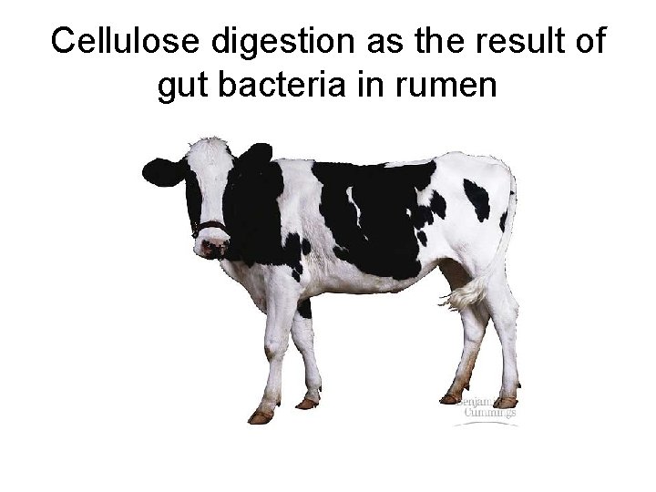 Cellulose digestion as the result of gut bacteria in rumen 