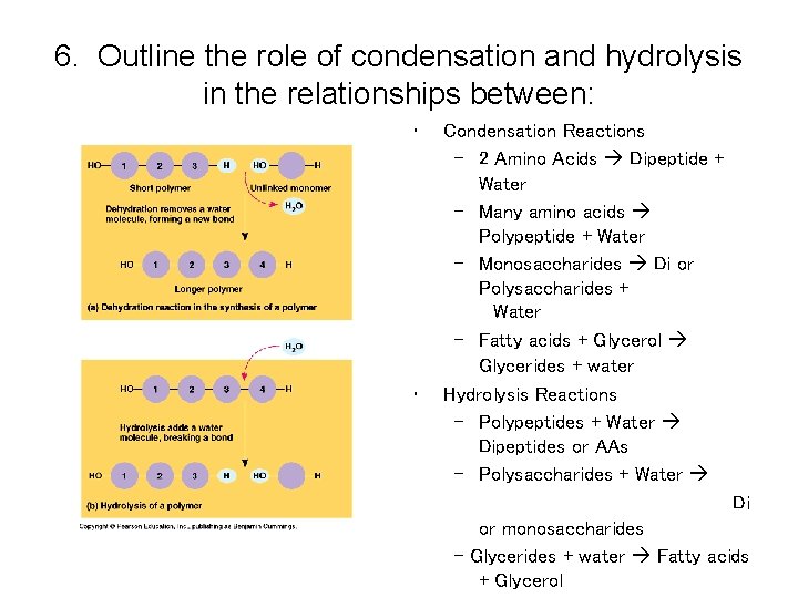 6. Outline the role of condensation and hydrolysis in the relationships between: • •