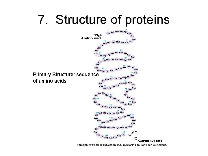 7. Structure of proteins Primary Structure: sequence of amino acids 